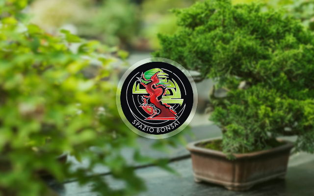 Spazio Bonsai